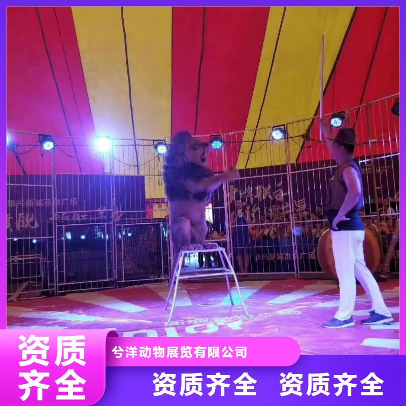 马戏团/羊驼_【美人鱼表演】先进的技术