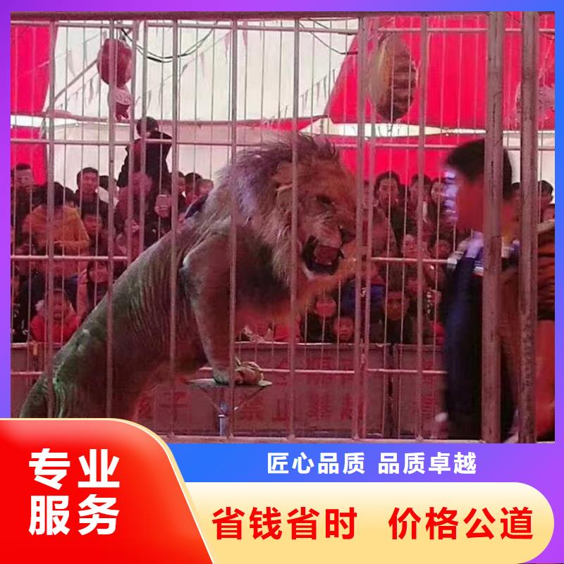 马戏团/羊驼-【杂耍演出】诚信