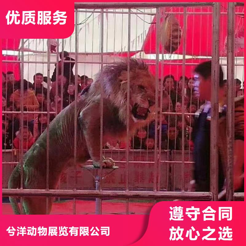 马戏团/羊驼海洋展租赁高性价比