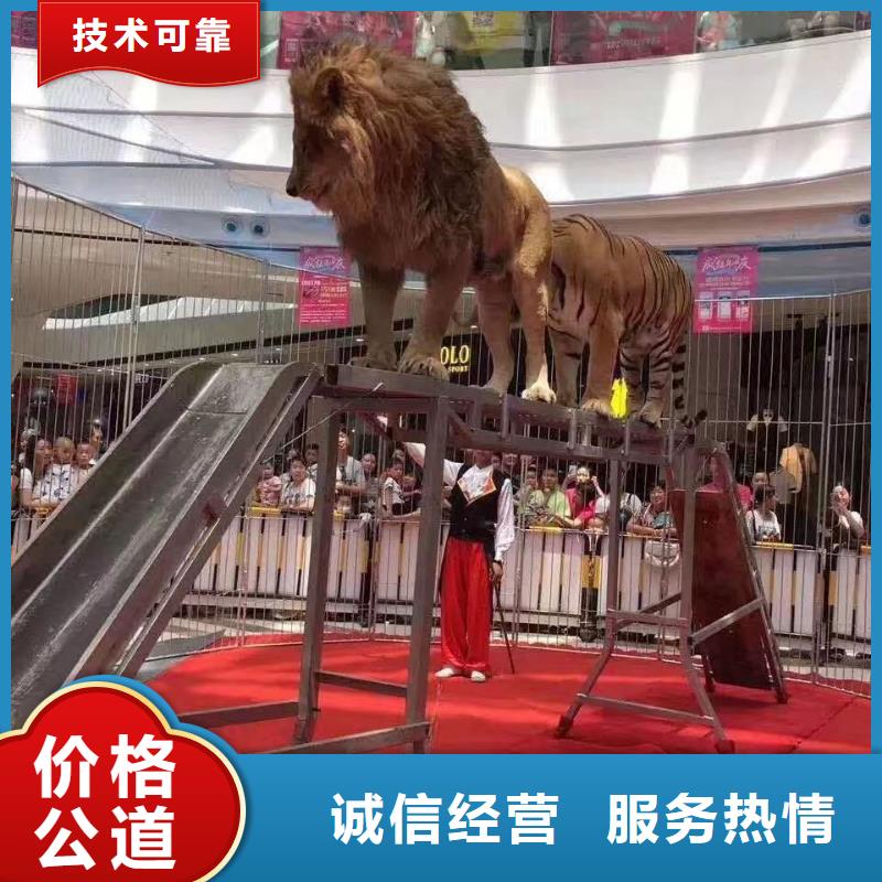 马戏团/羊驼驯兽表演实力团队