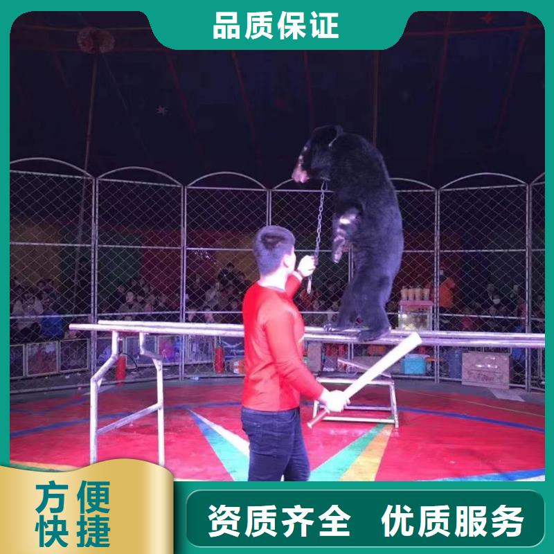 马戏团/羊驼环球飞车表演出租明码标价