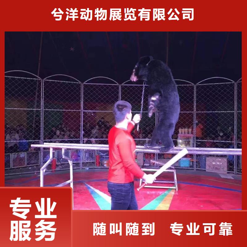马戏团/羊驼【美人鱼表演】良好口碑