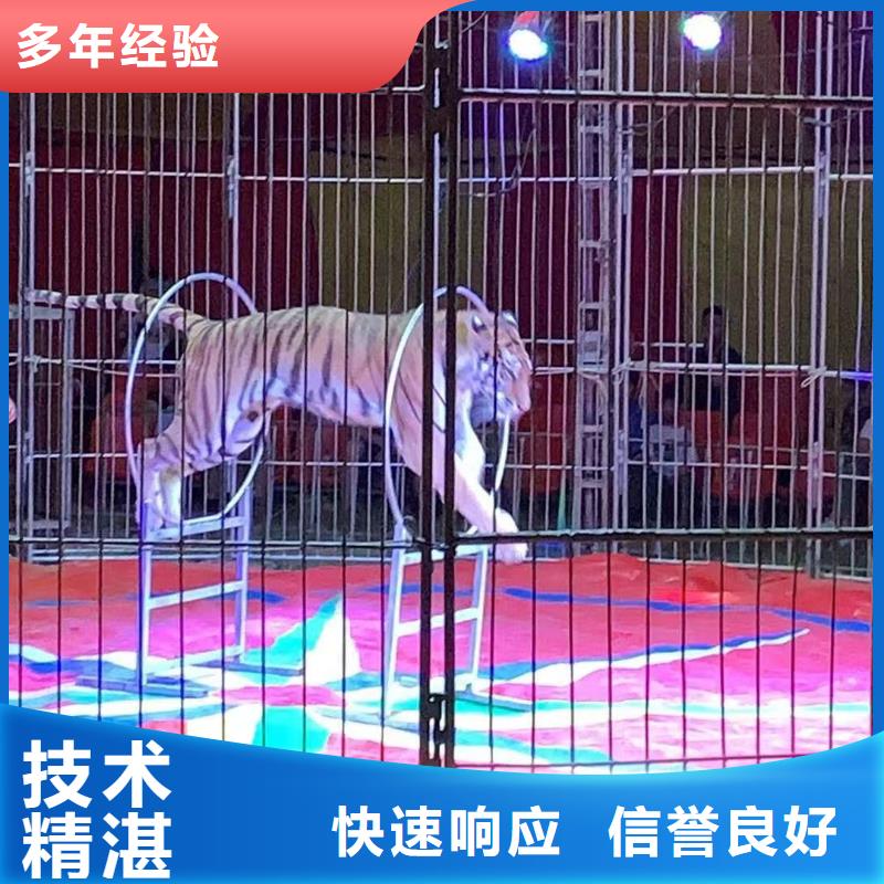 马戏团/羊驼_动物表演租赁好评度高