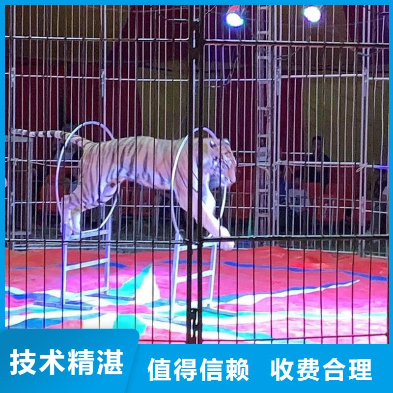 马戏团/羊驼海狮表演出租收费合理