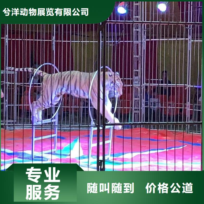 【马戏团/羊驼,海狮表演出租专业公司】