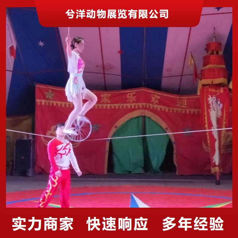 马戏团/羊驼海狮表演出租收费合理