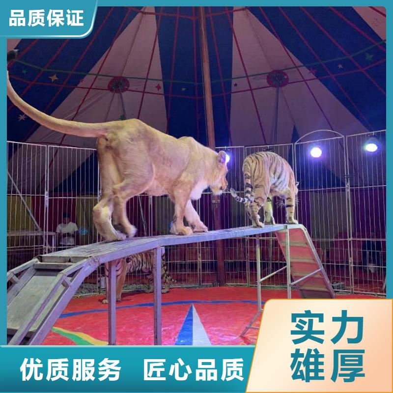 马戏团/羊驼海豚表演诚信