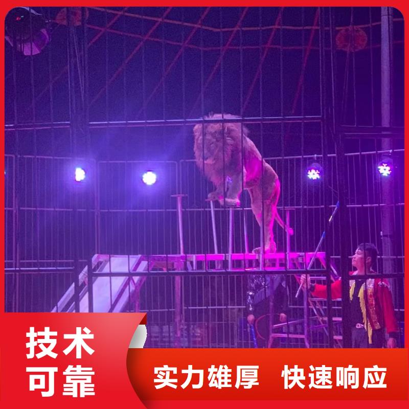 马戏团/羊驼-马戏团表演专业承接