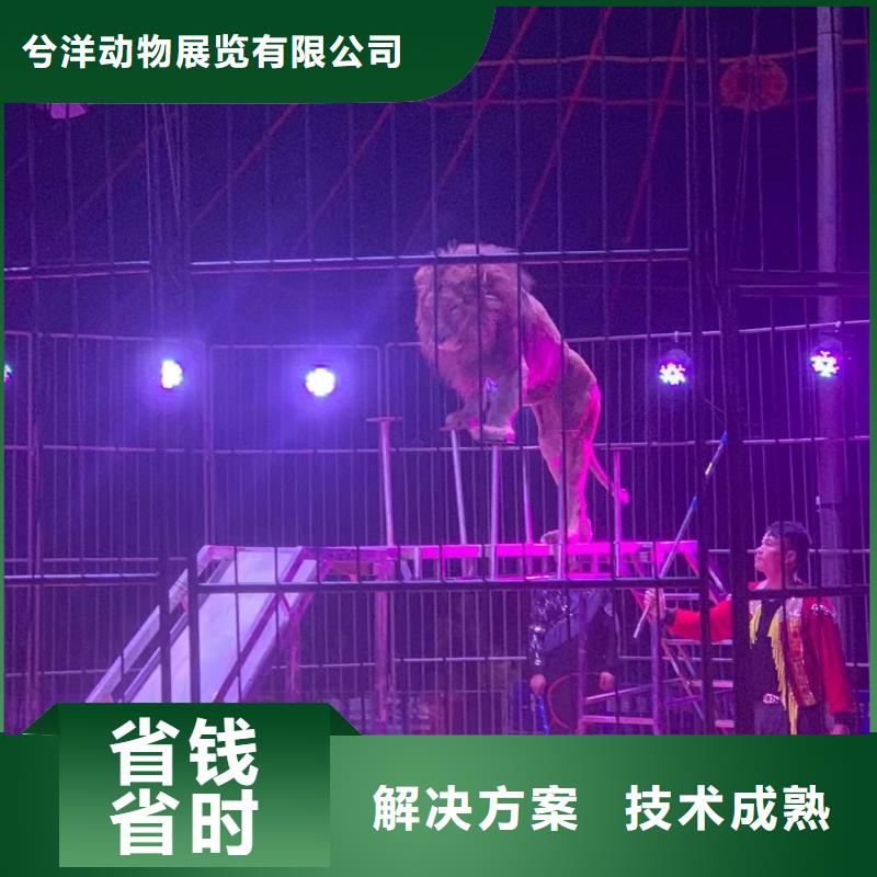 马戏团/羊驼小马戏表演出租实力雄厚