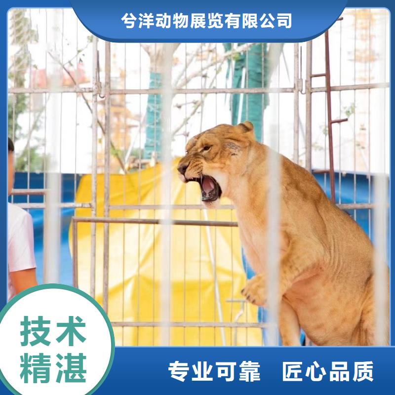 马戏团/羊驼出租表演羊驼技术精湛