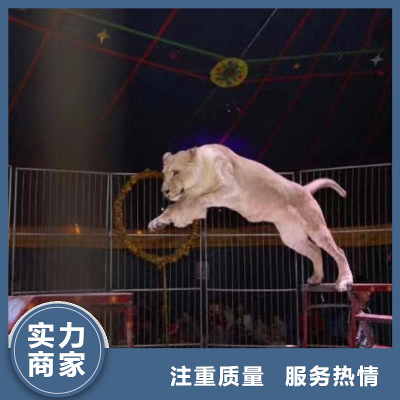 马戏团/羊驼水族海洋展2025公司