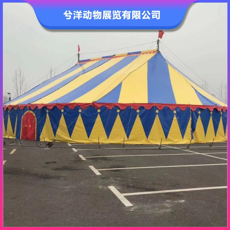 马戏团/羊驼动物表演租赁品质服务