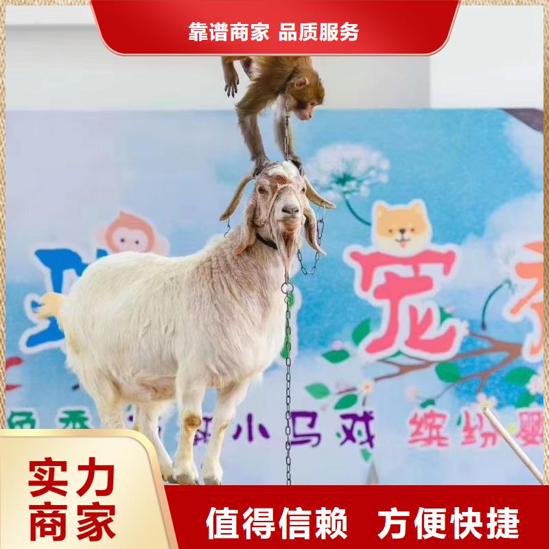 马戏团/羊驼海狮表演出租收费合理