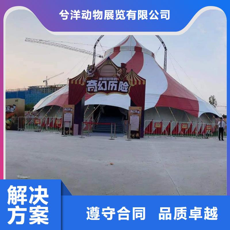 马戏团/羊驼-马戏团表演专业承接