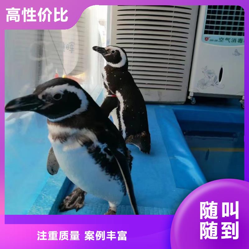 海洋主题动物表演-马戏团表演出租租赁放心