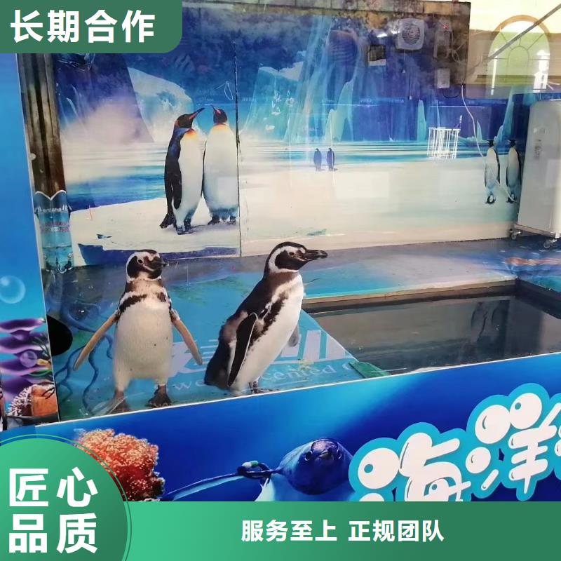 海洋主题动物表演【美人鱼出租演出】解决方案