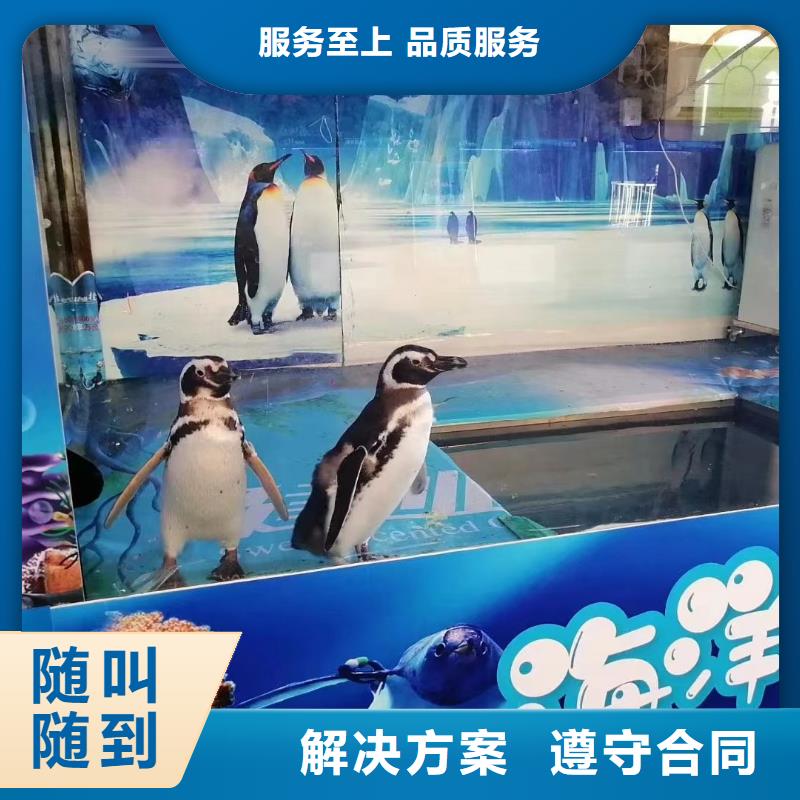 海洋主题动物表演海狮表演出租解决方案