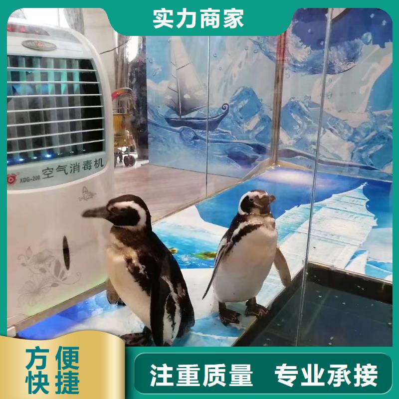 海洋主题动物表演出租马戏表演实力公司