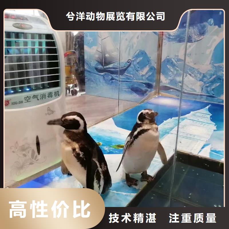 【海洋主题动物表演出租表演萌宠随叫随到】