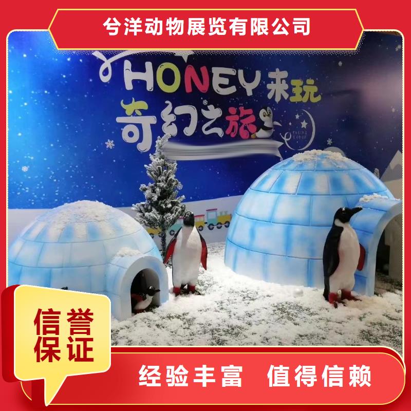 海洋主题动物表演,出租表演鹦鹉高品质