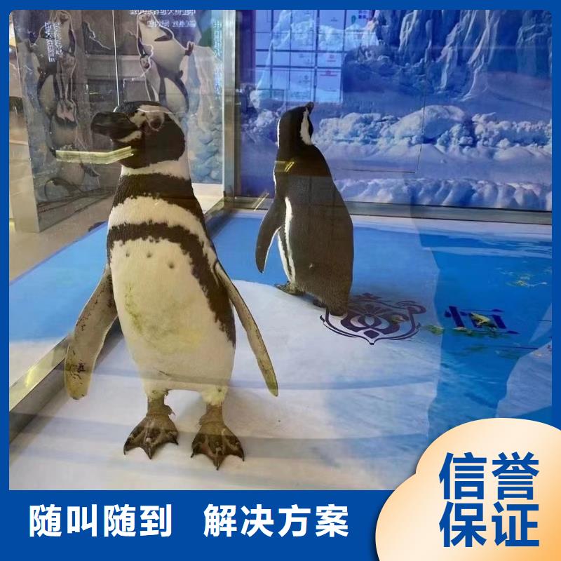 海洋主题动物表演_美人鱼表演一站搞定