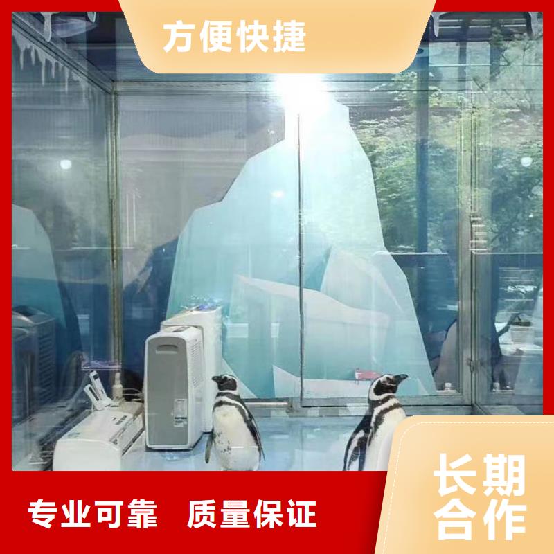 海洋主题动物表演企鹅租赁2025专业的团队