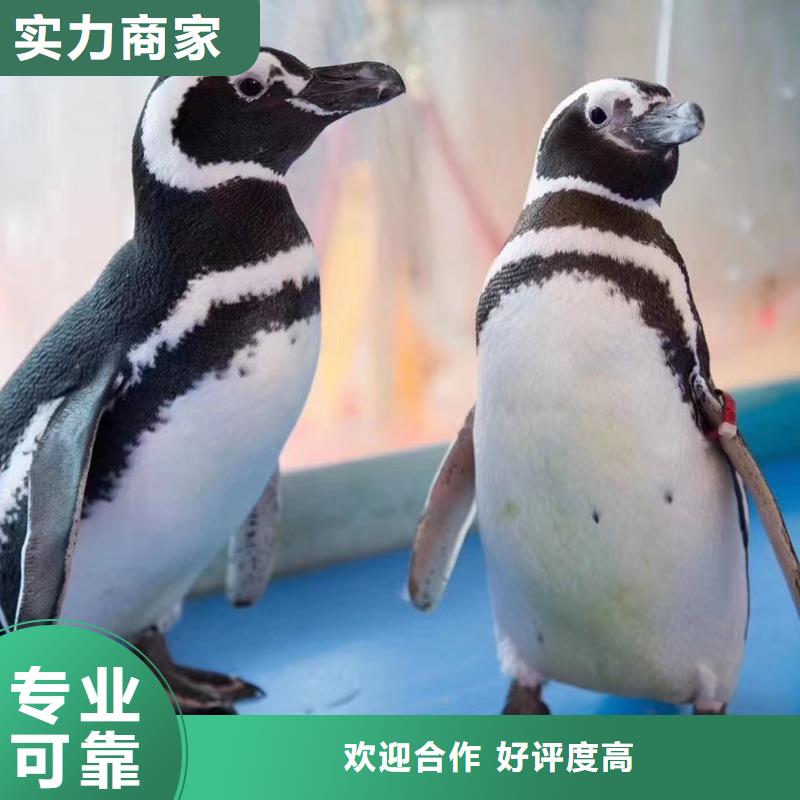 海洋主题动物表演羊驼出租质量保证