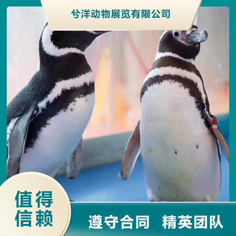 【海洋主题动物表演马戏团表演出租租赁比同行便宜】