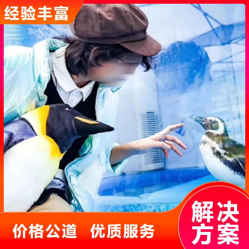 海洋主题动物表演【马戏团表演出租租赁】售后保障
