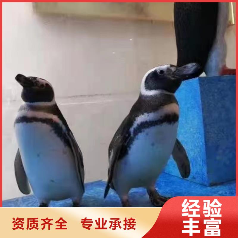海洋主题动物表演【美人鱼出租演出】解决方案