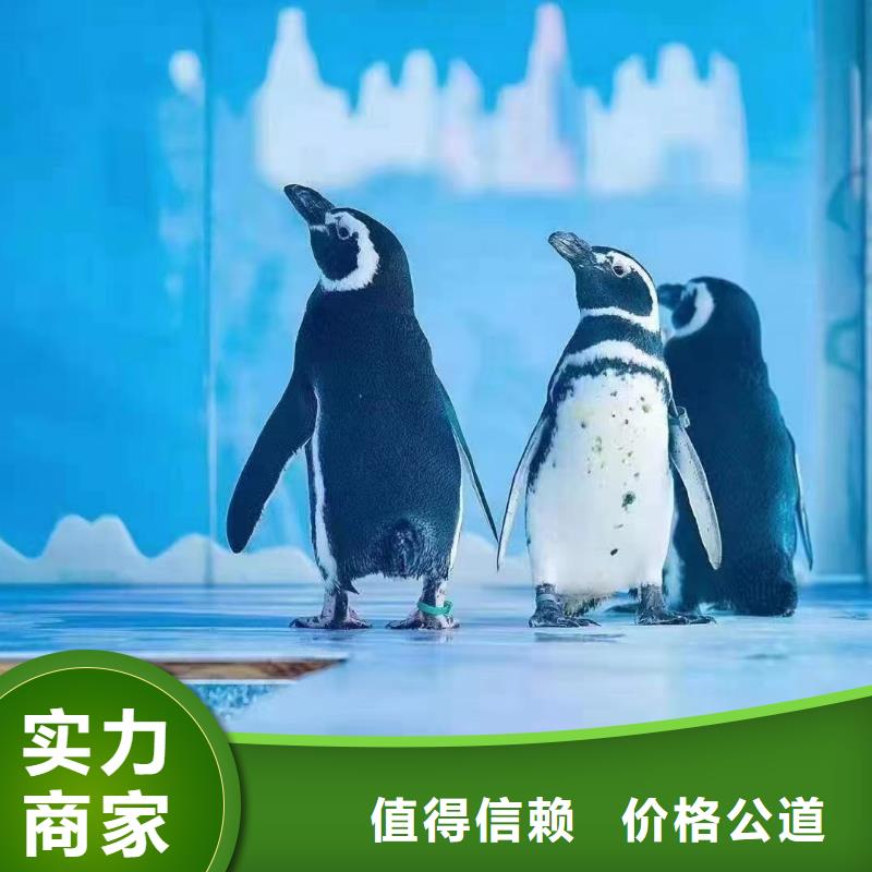 海洋主题动物表演_美人鱼表演一站搞定