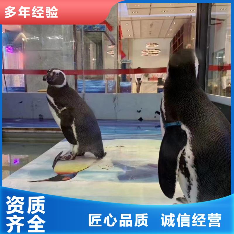 【海洋主题动物表演】-出租羊驼品质保证