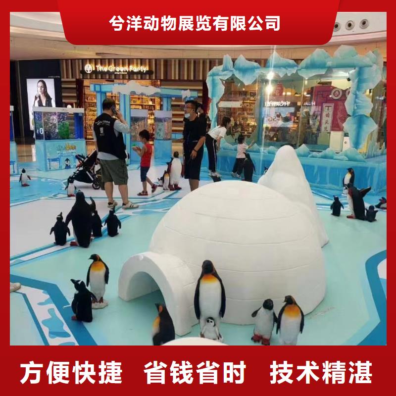 海洋主题动物表演小马戏表演出租