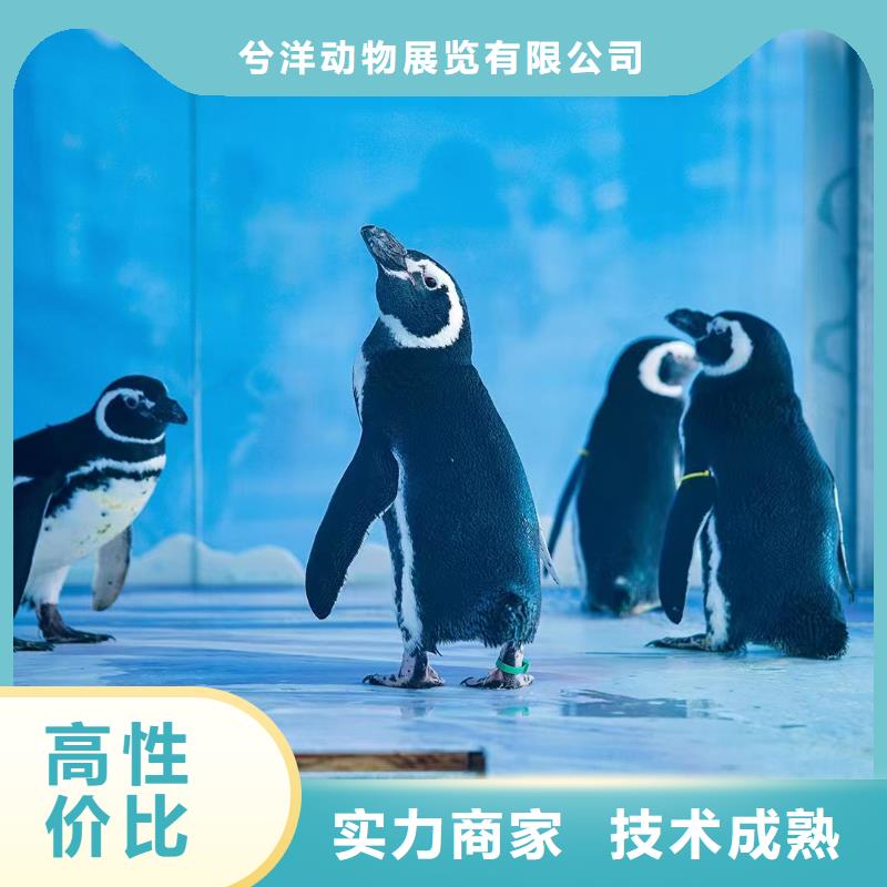 海洋主题动物表演_【马戏团表演】经验丰富