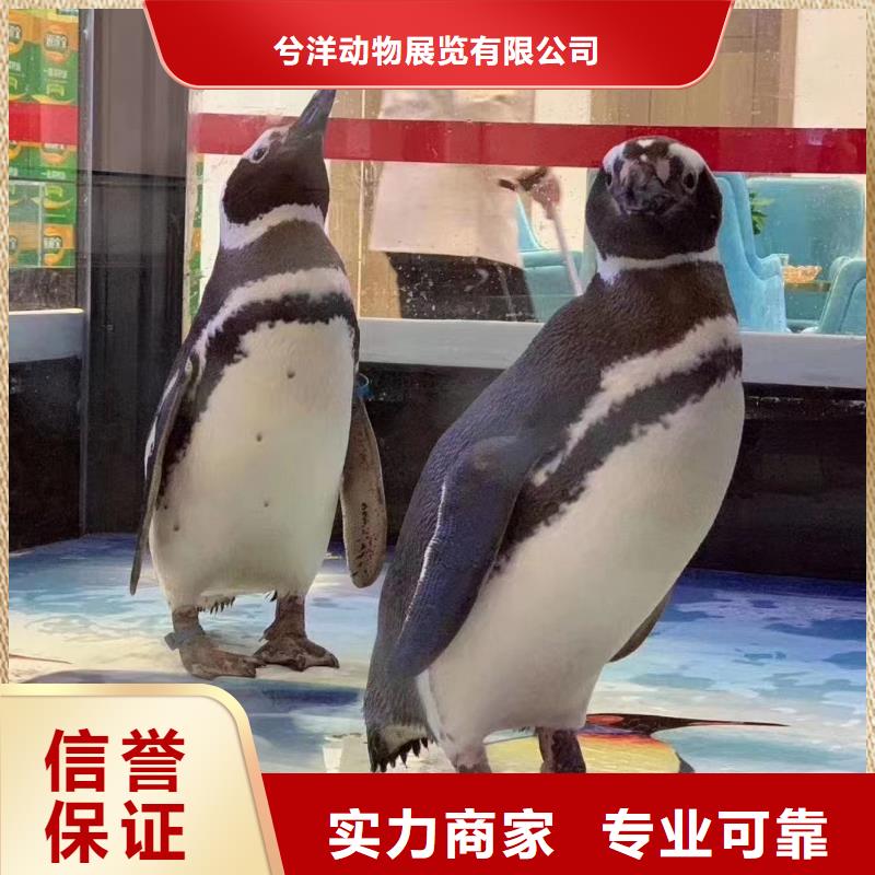 海洋主题动物表演,海洋展租赁专业承接