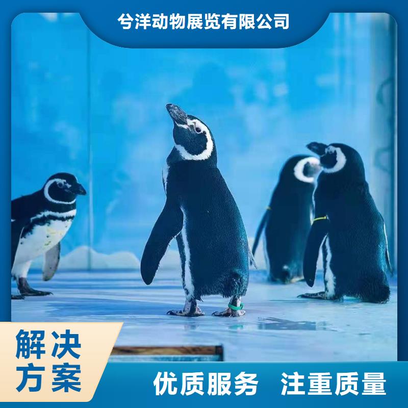 【海洋主题动物表演_【海狮表演出租】解决方案】