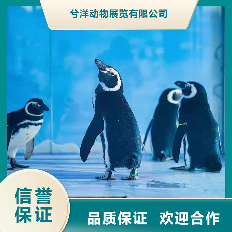 海洋主题动物表演-出租表演鹦鹉专业团队