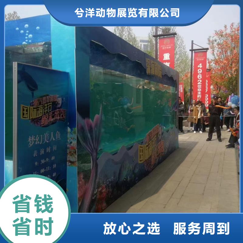 海洋主题动物表演海狮表演出租快捷
