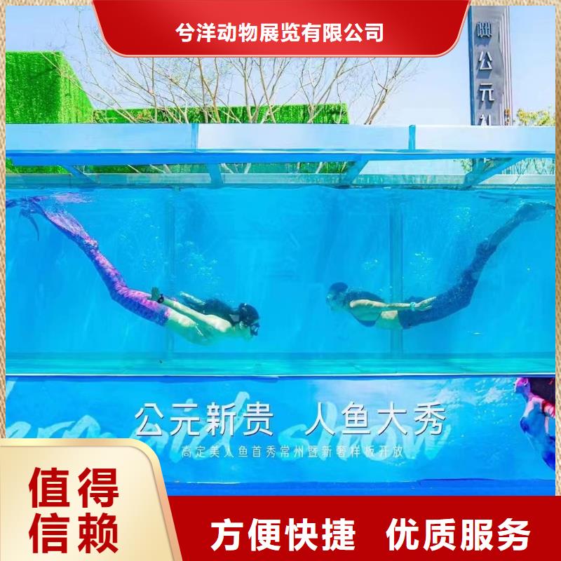 海洋主题动物表演_美人鱼表演一站搞定