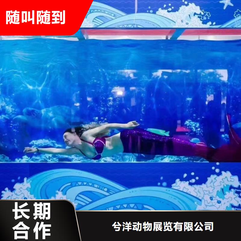 海洋主题动物表演,小香猪宠物出租诚信