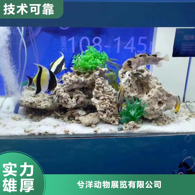 海洋主题动物表演【马戏团表演出租租赁】售后保障