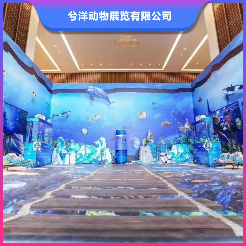 海洋主题动物表演海狮表演出租价格低于同行