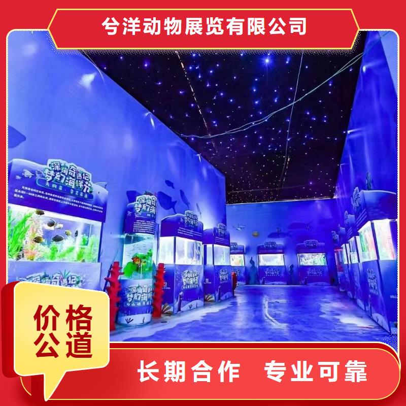 海洋主题动物表演【海狮表演出租】欢迎询价