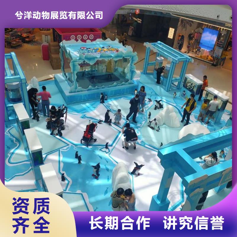 海洋主题动物表演,羊驼出租价格低于同行