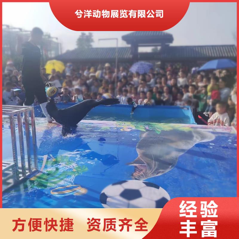 海洋主题动物表演美人鱼表演快速