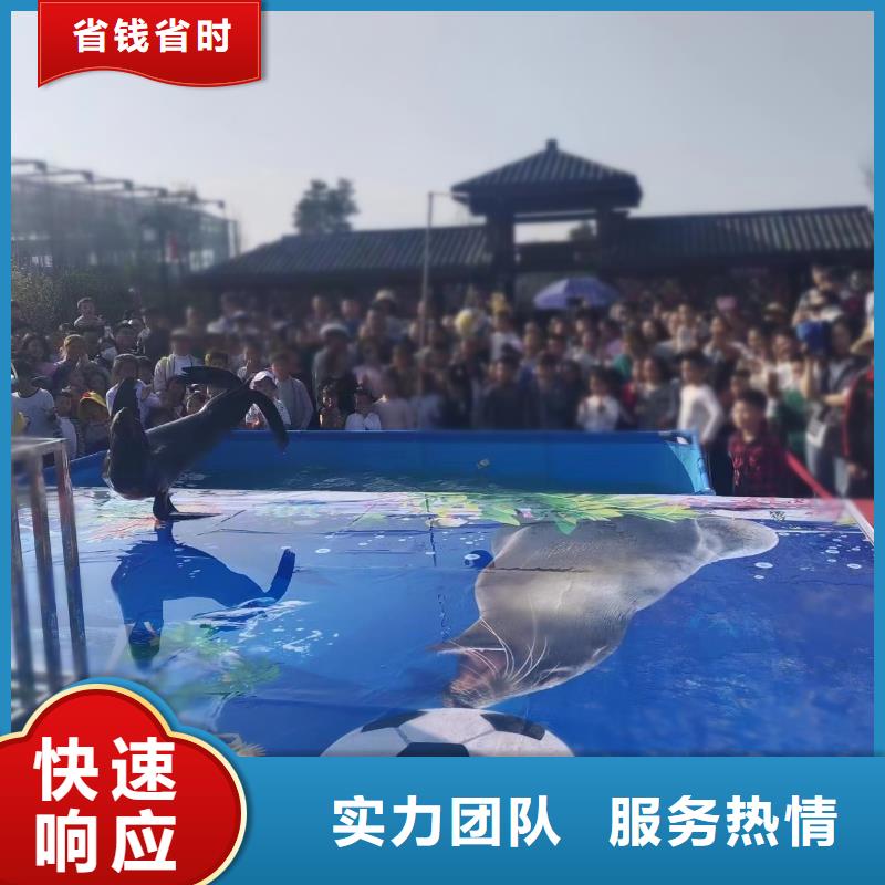 海洋主题动物表演美人鱼表演快速