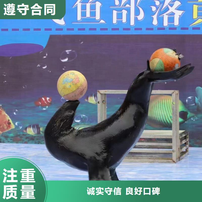 【海洋主题动物表演】出租动物表演专业品质