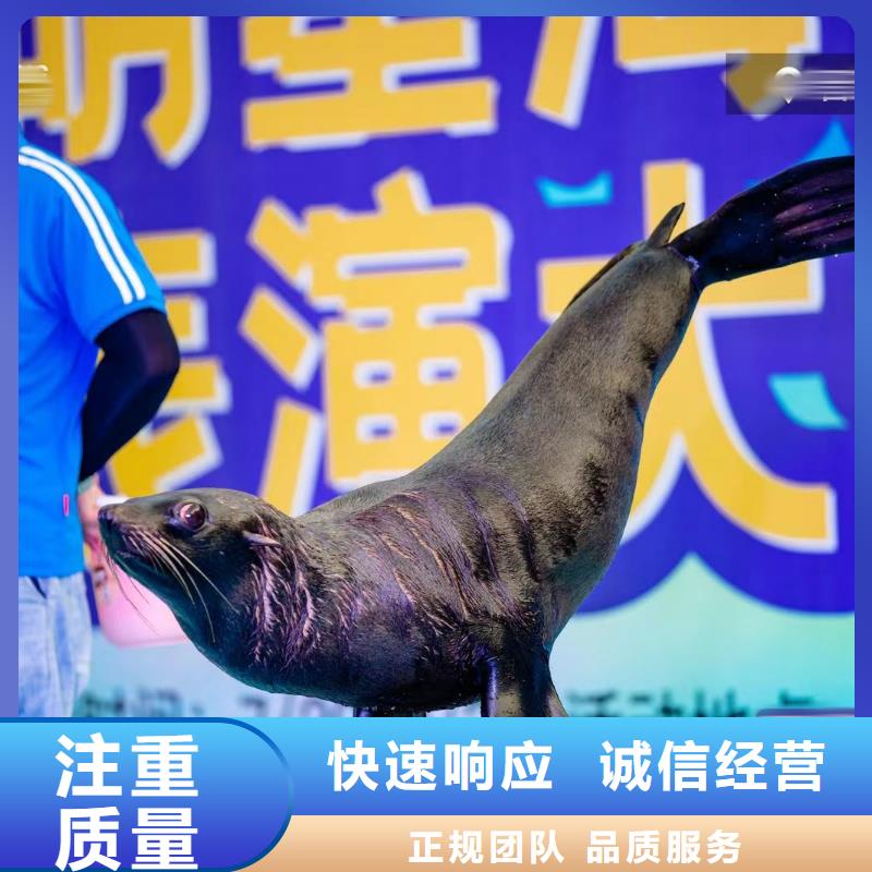 海洋主题动物表演,羊驼出租价格低于同行