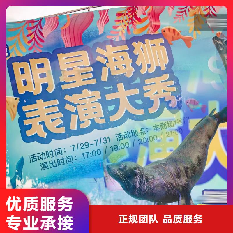 海洋主题动物表演-海狮表演出租2025公司精心