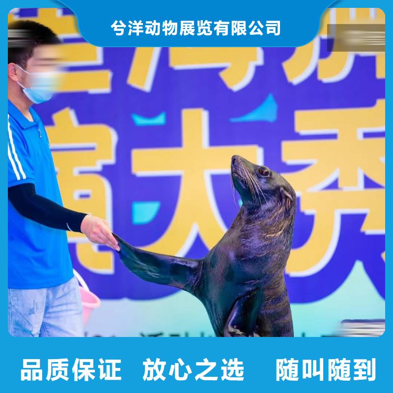 海洋主题动物表演马戏团表演出租租赁先进的技术